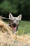 VASGOTASPETS 029